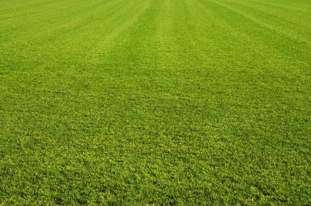 background image for David Hunt Soccer School
